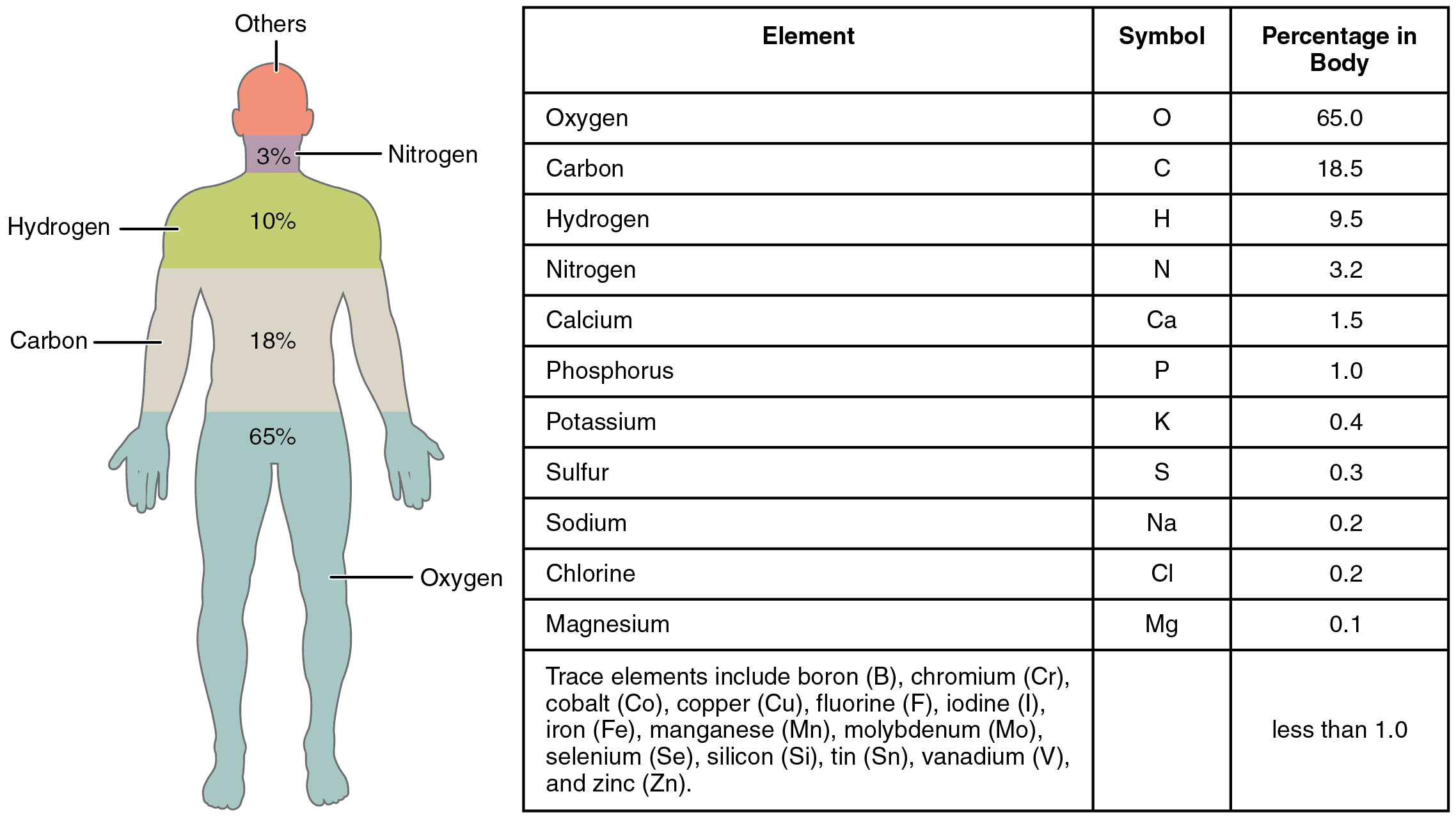 Elements_of_the_Human_Body