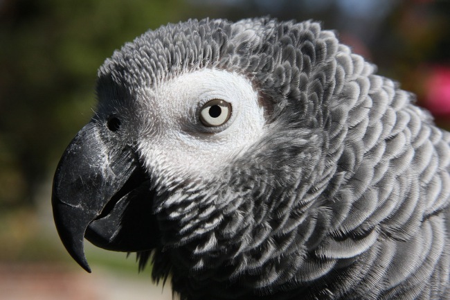 African Gray parrot, one of the most intelligent non-human animals on Earth.