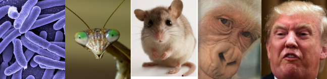 Normally, consciousness scales with intelligence. Some primates, however, might surpass some humans in intelligence.