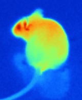 How snakes see a mouse.