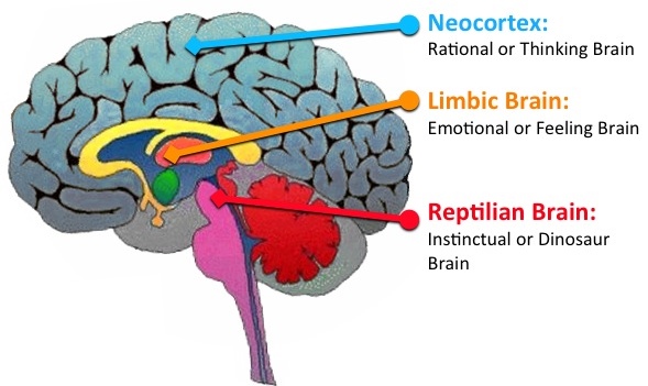 neocortex