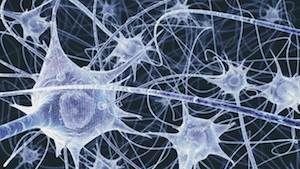 Neurons - merely a few of the 100 billion or so in a human brain.